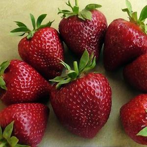 Клубника "СКАЛА" (6 шт.)