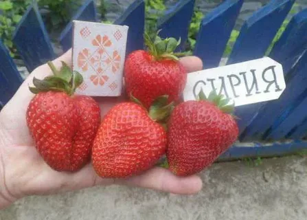 Клубника  "Сирия"  (6 шт.)